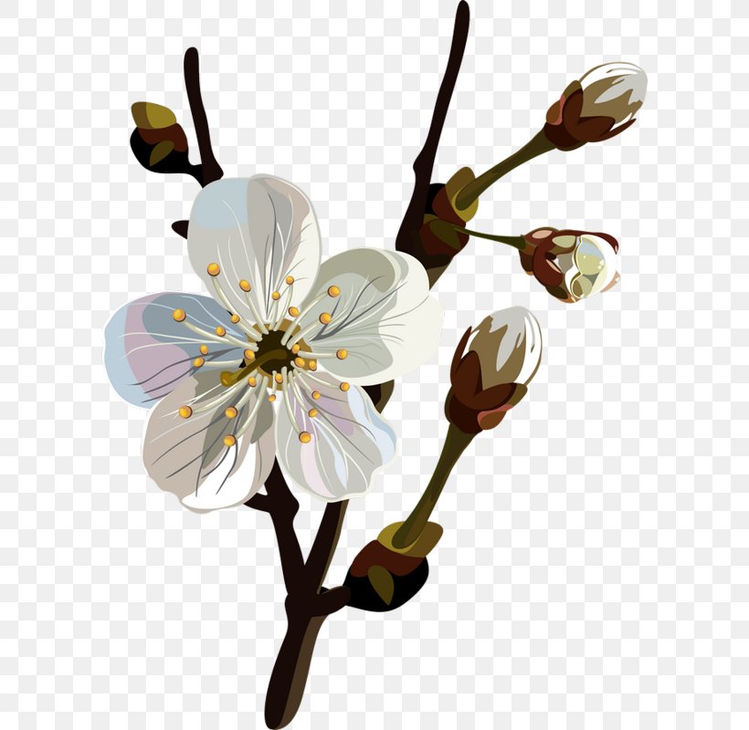 Blossom Flower Floral Design Clip Art, PNG, 598x800px, Blossom, Art, Branch, Cherry Blossom, Cut Flowers Download Free