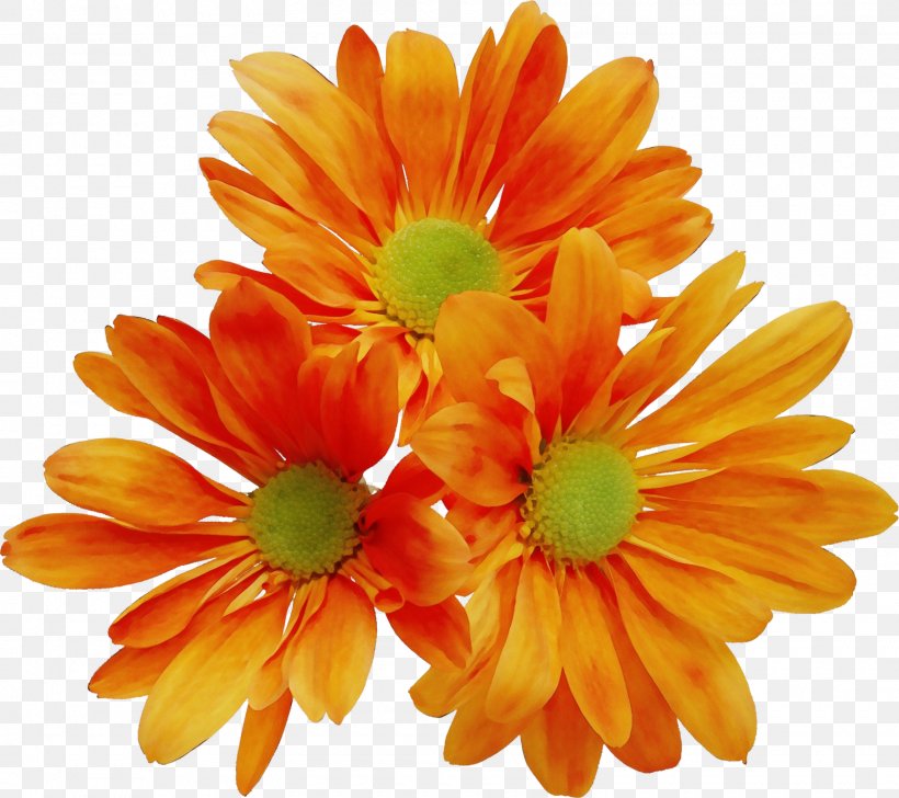 Orange, PNG, 1600x1421px, Watercolor, Barberton Daisy, Cut Flowers, English Marigold, Flower Download Free