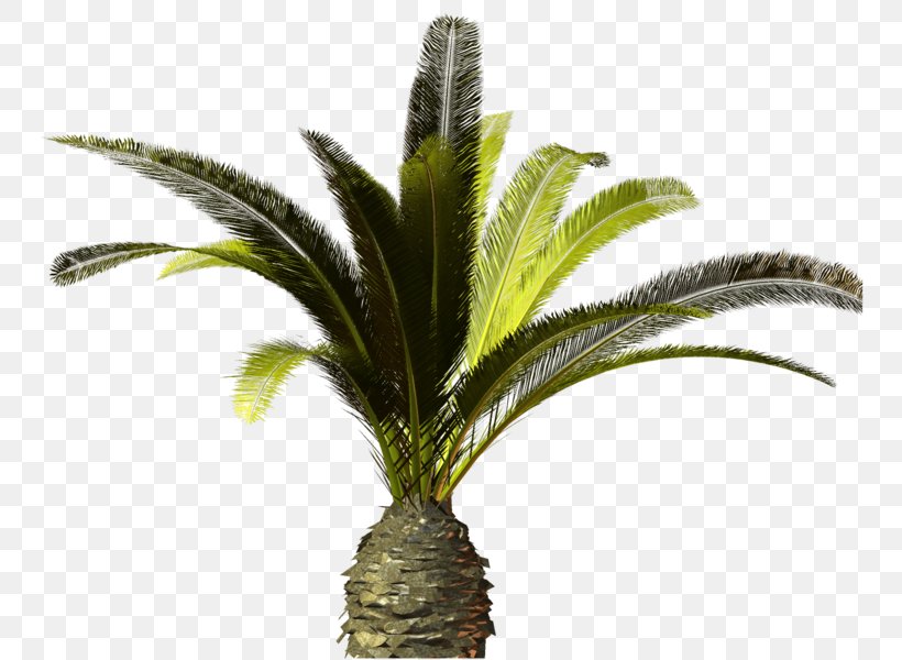Tree Arecaceae Clip Art, PNG, 771x600px, Tree, Arecaceae, Arecales, Email, Flowerpot Download Free