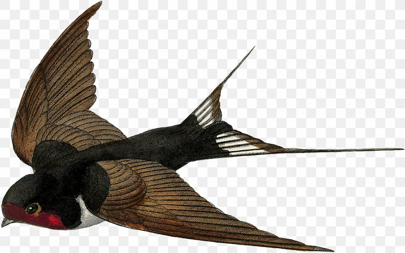 Barn Swallow Bird Flight Swifts, PNG, 1800x1130px, Swallow, Barn Swallow, Beak, Bird, Bird Flight Download Free