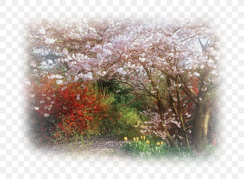 Branch Cherry Blossom Tree, PNG, 800x600px, Branch, Autumn, Blossom, Cherry, Cherry Blossom Download Free