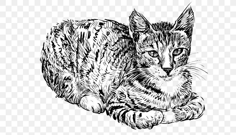 Cat Kitten Drawing, PNG, 635x469px, Cat, American Shorthair, Big Cats, Black And White, California Spangled Download Free