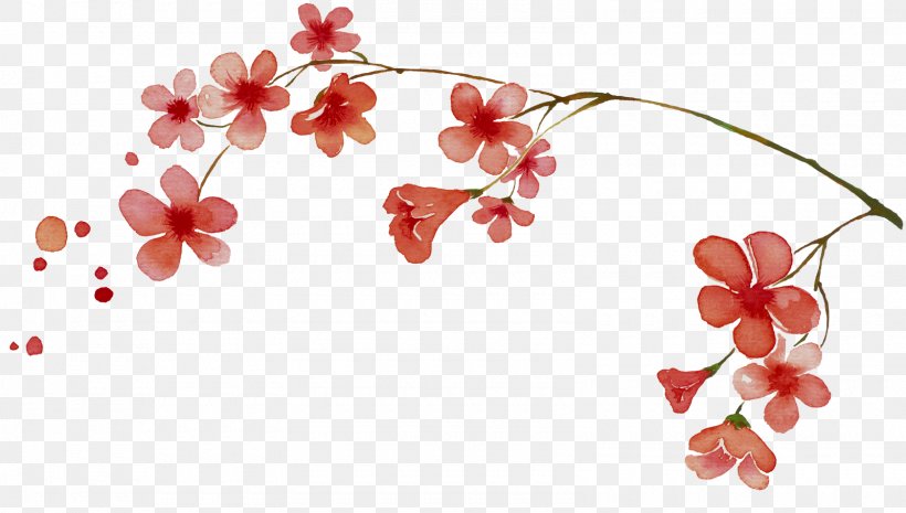 Cherry Blossom Plum Blossom, PNG, 1600x909px, Cherry Blossom, Ameixeira, Blossom, Branch, Cherry Download Free