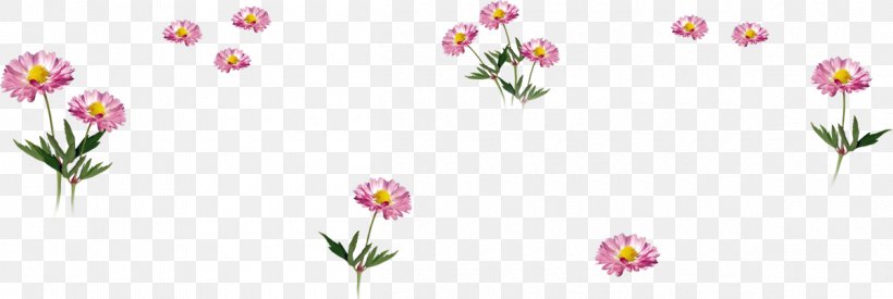 Common Daisy Flower Food Bouquet Garni Winter, PNG, 1200x403px, Common Daisy, Akhir Pekan, Autumn, Bouquet Garni, Chard Download Free