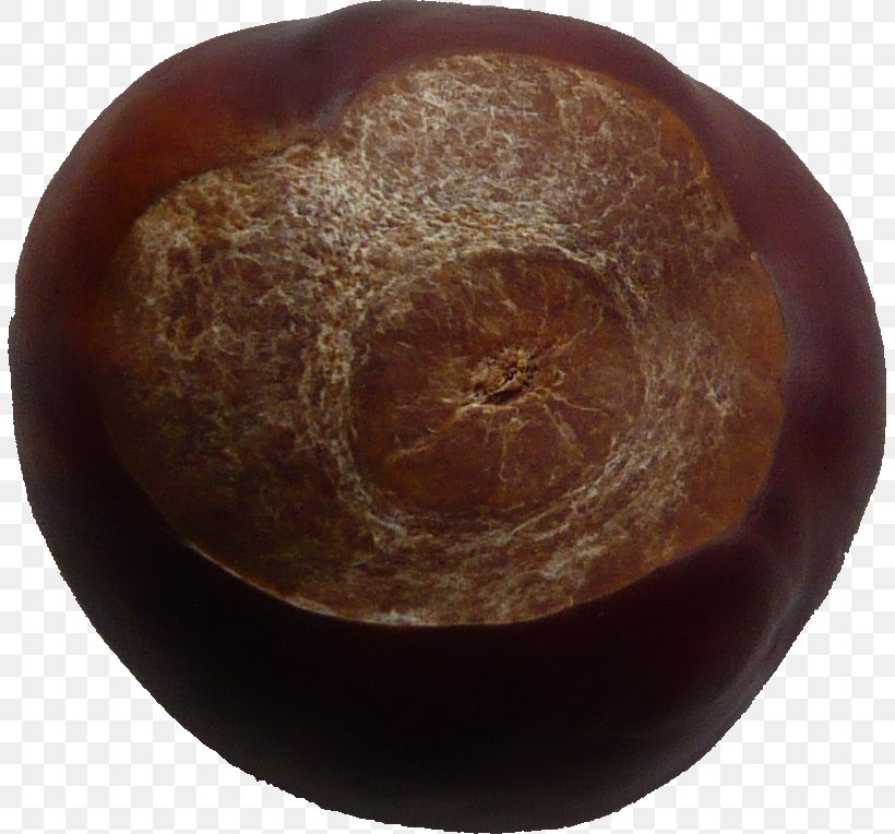 Conkers Privacy HTTP Cookie Public Domain, PNG, 805x764px, Conkers, Artifact, Chestnut, Conker, Conker Live Reloaded Download Free