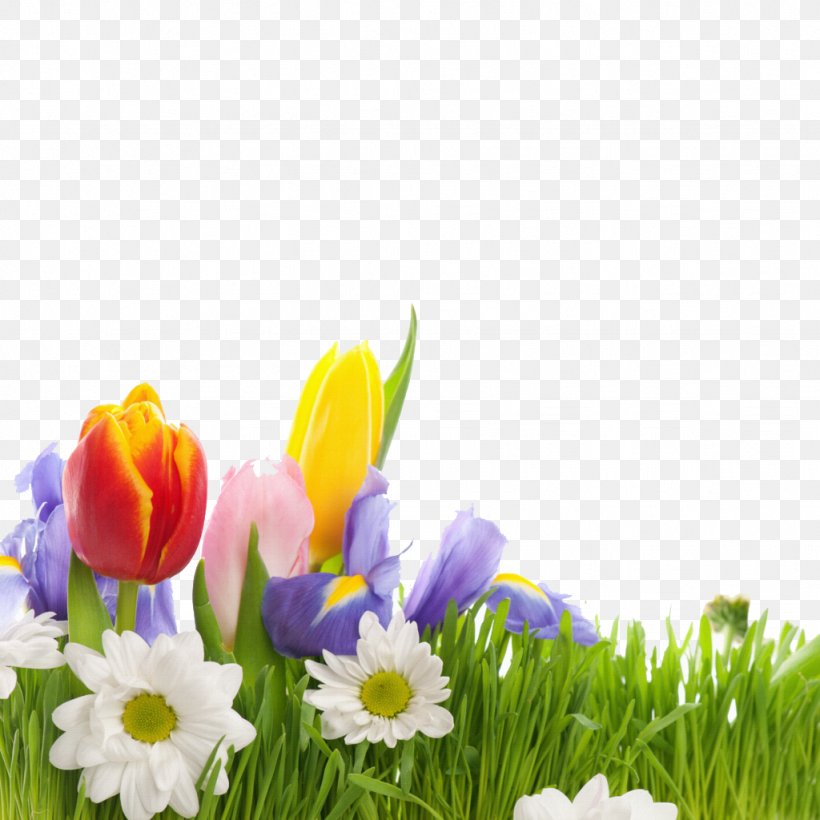 Flower Spring Wallpaper, PNG, 1024x1024px, Flower, Butterfly, Color, Copyright, Cut Flowers Download Free