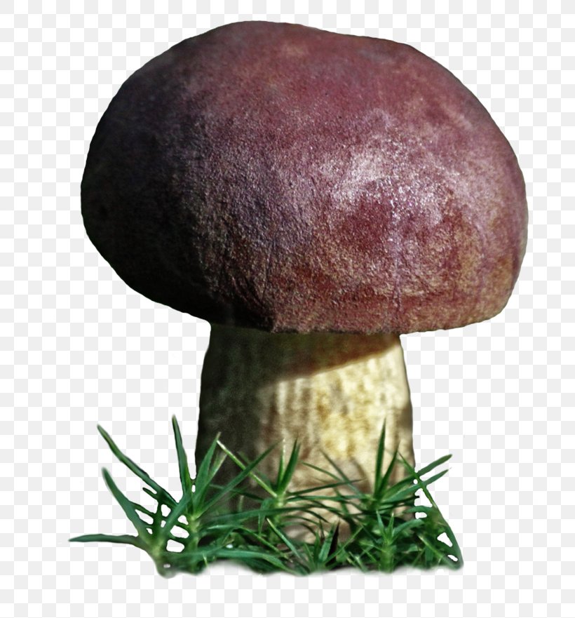 Boletus Edulis Edible Mushroom Bolete Medicinal Fungi, PNG, 800x881px, Boletus Edulis, Bolete, Deviantart, Edible Mushroom, Fungus Download Free