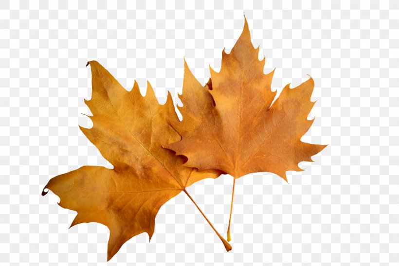 Leaf Autumn, PNG, 1280x854px, Leaf, Autumn, Document, Image File Formats, Image Resolution Download Free