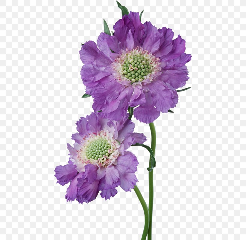 Morning Friendship Day Blog, PNG, 462x800px, Morning, Animation, Annual Plant, Aster, Blog Download Free