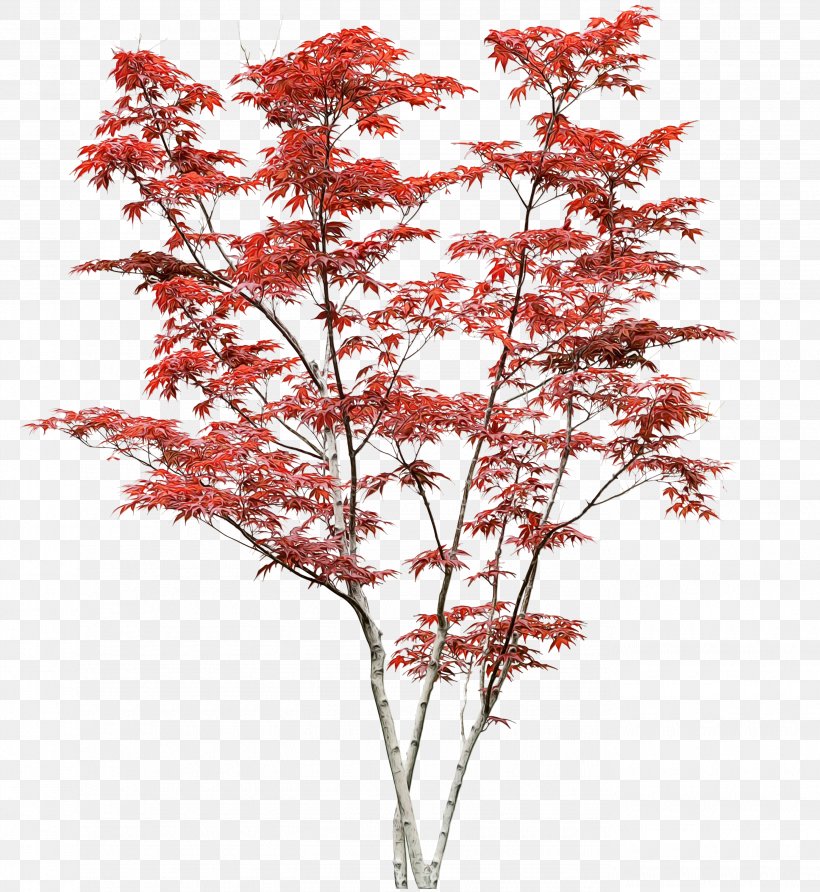 Tree Plant Flower Red Woody Plant, PNG, 2755x3000px, Watercolor, Branch, Cut Flowers, Flower, Leaf Download Free