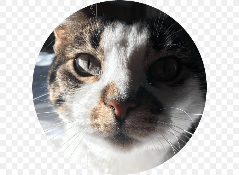 Whiskers Domestic Short-haired Cat Tabby Cat Fur, PNG, 600x600px, Whiskers, Carnivoran, Cat, Cat Like Mammal, Close Up Download Free