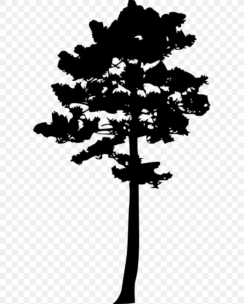 Woody Plant Tree Pine, PNG, 595x1024px, Plant, Black And White, Branch, Conifer, Conifers Download Free