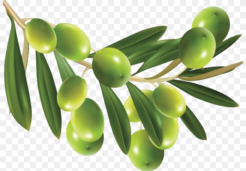 Olive Clip Art, PNG, 800x569px, Olive, Cdr, Food, Fruit, Olive Leaf Download Free
