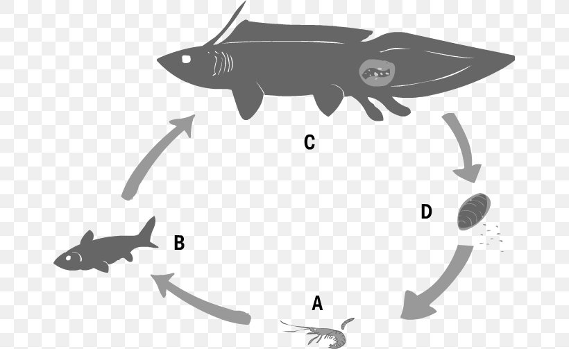 Shark Mammal Fish Design Clip Art, PNG, 665x503px, Shark, Black, Black And White, Black M, Cartoon Download Free