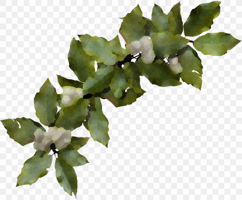 Christmas Holly Ilex Holly, PNG, 1300x1076px, Christmas Holly, Branch, Christmas, Flower, Holly Download Free