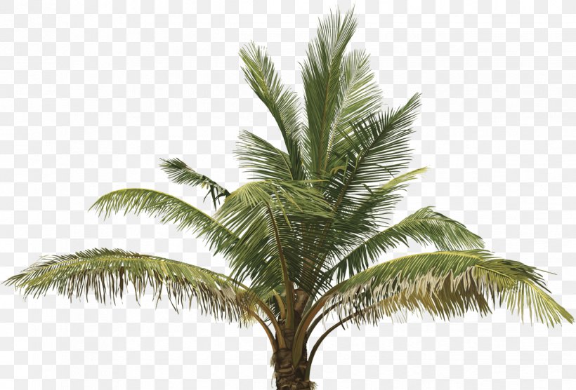Clip Art Vector Graphics Palm Trees Illustration Palm Oil, PNG, 1238x840px, Palm Trees, Arecales, Attalea Speciosa, Borassus Flabellifer, Botany Download Free