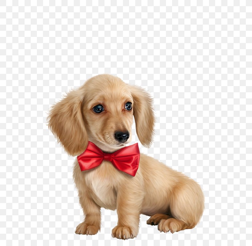 Golden Retriever Puppy Dog Breed, PNG, 559x800px, 2018, Golden Retriever, Carnivoran, Companion Dog, Dog Download Free
