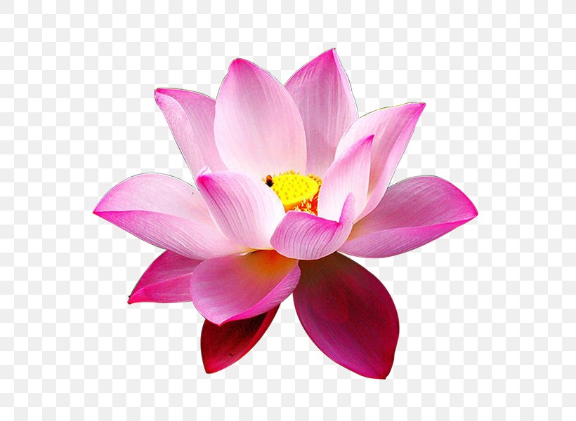 Nelumbo Nucifera Flower Data Compression Pink Plant, PNG, 600x600px, Nelumbo Nucifera, Aquatic Plant, Avalokitesvara, Cut Flowers, Data Compression Download Free