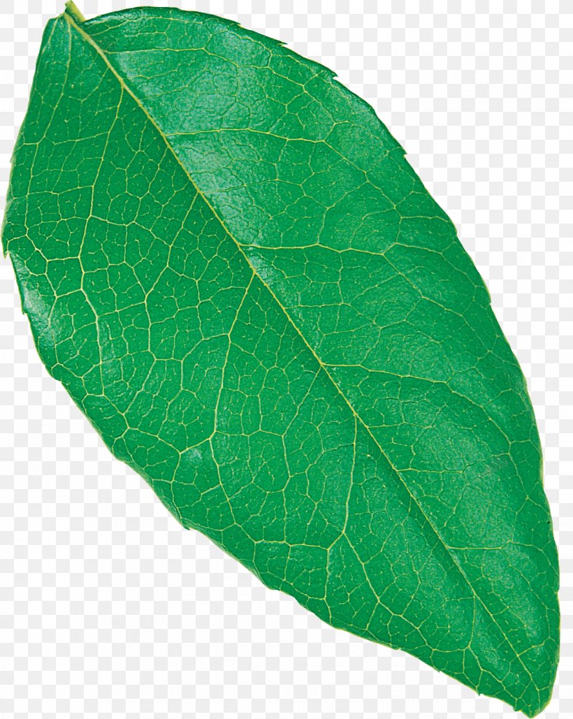 Plant Pathology Leaf, PNG, 1136x1426px, Plant Pathology, Leaf, Pathology, Plant Download Free