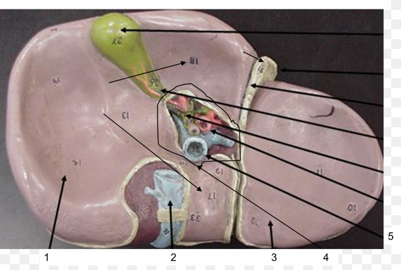 Porta Hepatis Lymph Node Liver Anatomy, PNG, 1451x978px, Watercolor, Cartoon, Flower, Frame, Heart Download Free