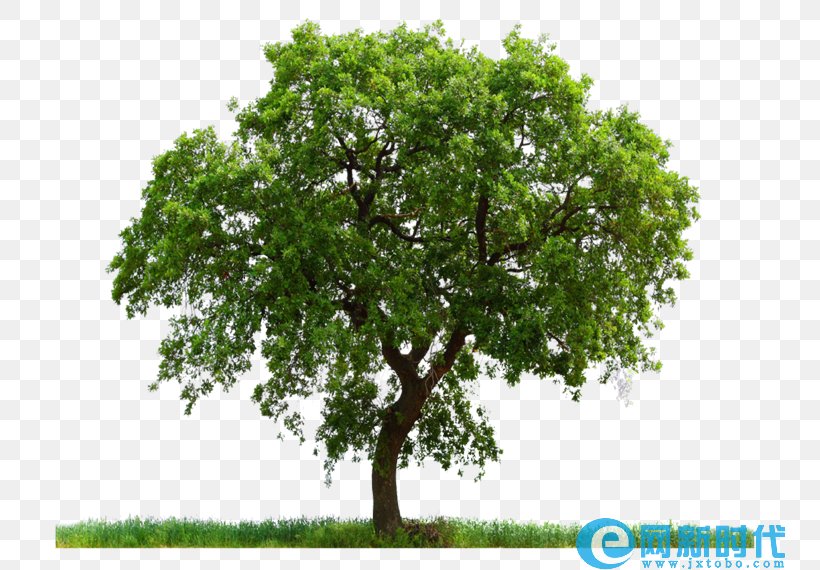 Vector Graphics Clip Art Transparency Tree, PNG, 750x570px, Tree, Beech, Branch, Christmas Tree, Clipping Path Download Free