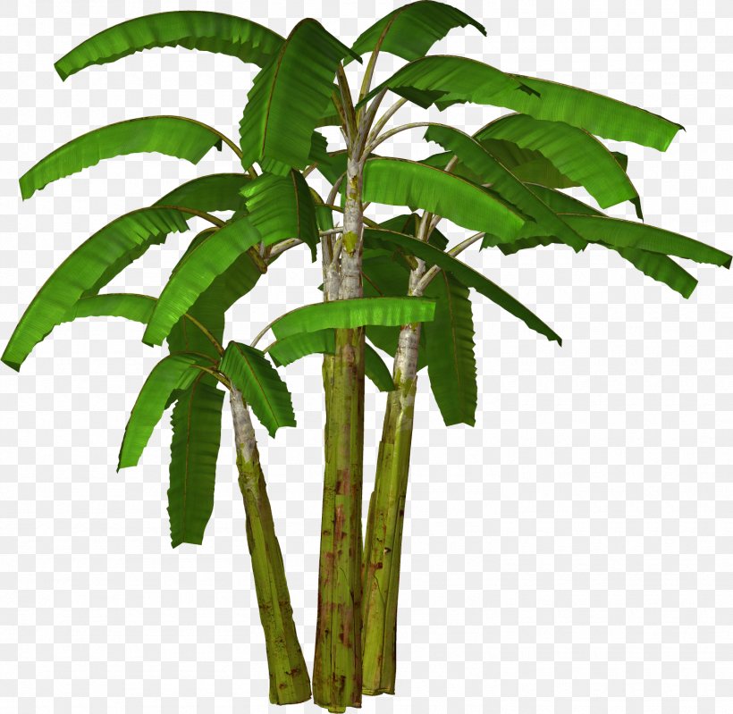 Banana Tree Clip Art, PNG, 1510x1472px, Banana, Arecales, Coconut, Flowerpot, Free Content Download Free
