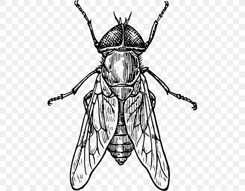 Beetle How To Draw Insects Drawing Insect Wing, PNG, 501x640px, Beetle, Arthropod, Artwork, Bee, Black And White Download Free
