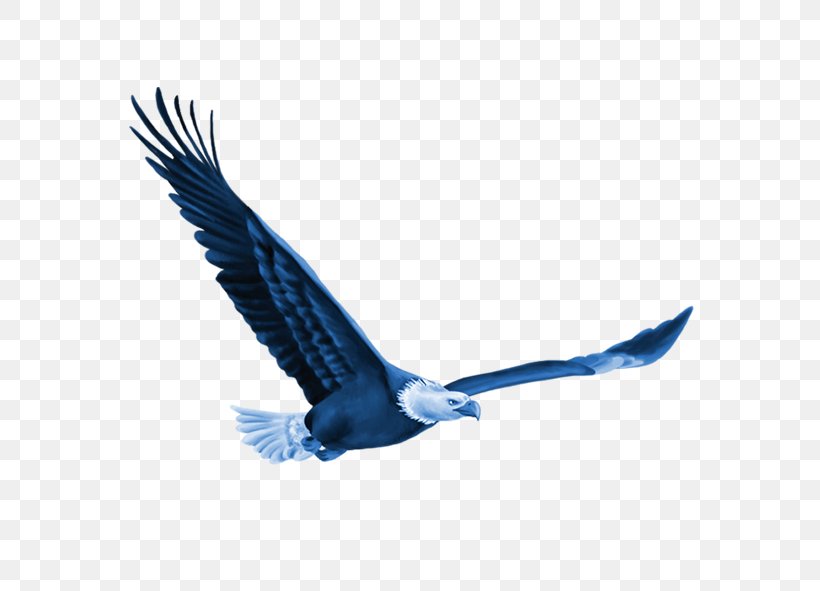 Bird Euclidean Vector Computer File, PNG, 591x591px, Bird, Accipitriformes, Bald Eagle, Beak, Bird Of Prey Download Free