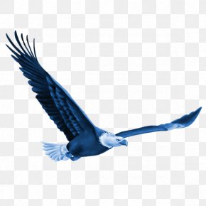 Eagle - Bird Euclidean Vector Computer File PNG