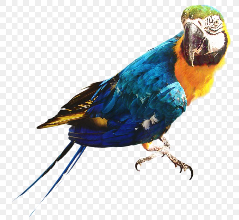 Bird Passerine Parrot Parakeet Feather, PNG, 781x756px, Bird, Beak, Blue, Bluebirds, Budgie Download Free