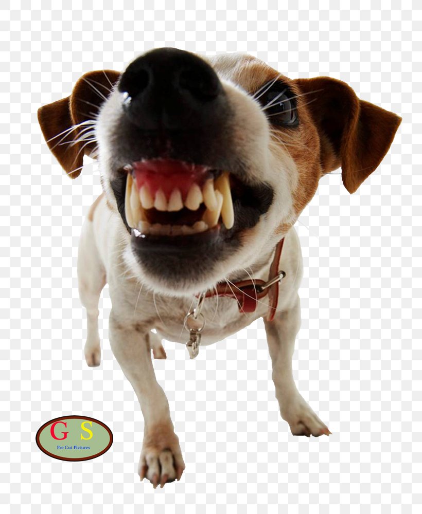 Dog Training Pet Door Dog Aggression, PNG, 800x1000px, Dog, Biting, Carnivoran, Companion Dog, Dog Aggression Download Free