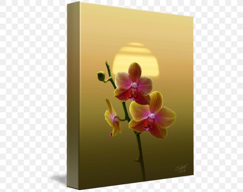 Moth Orchids Cattleya Orchids Still Life Photography Floral Design, PNG, 500x650px, Moth Orchids, Cattleya, Cattleya Orchids, Flora, Floral Design Download Free