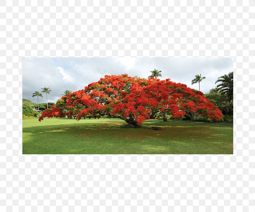 Royal Poinciana Tree Seed Blue Jacaranda Garden, PNG, 680x680px, Royal Poinciana, Annual Plant, Blue Jacaranda, Bottlebrushes, Flower Download Free