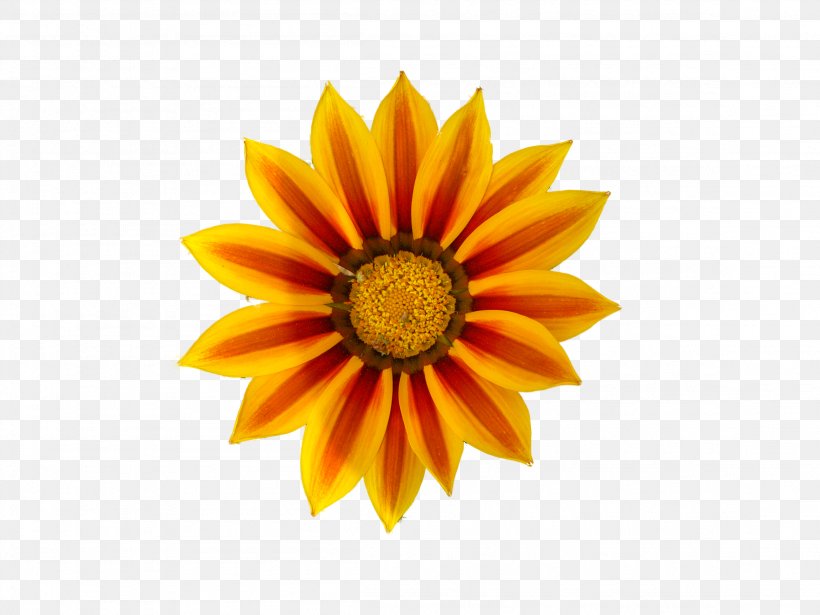 Royalty-free Clip Art, PNG, 2304x1728px, Royaltyfree, Daisy Family, Flower, Flowering Plant, Free Content Download Free