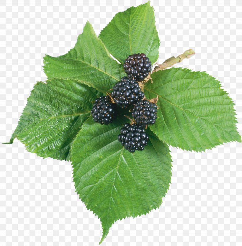 Tea Blackberry Leaf Red Raspberry, PNG, 4178x4251px, Blackberry, Berry, Bramble, Dewberry, Food Download Free