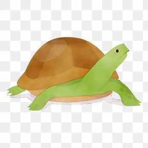 Toy Pond Turtle - Tortoise Turtle Reptile Sea Turtle Animal Figure PNG
