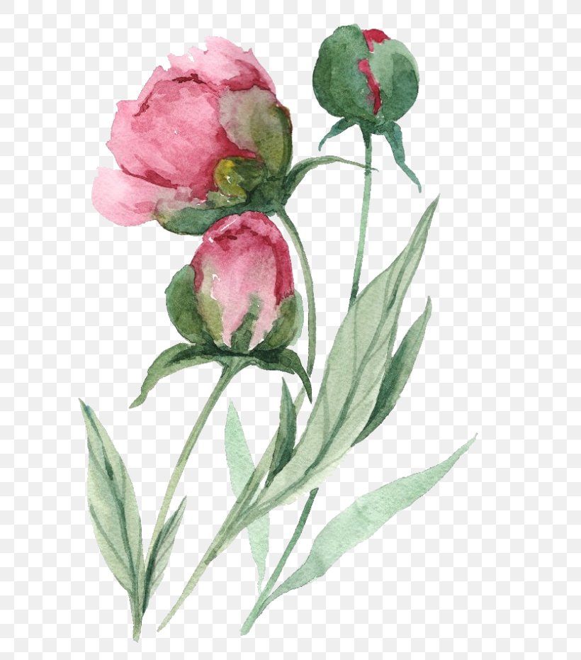 Watercolor Pink Flowers, PNG, 772x931px, 2019, Cabbage Rose, Botany, Bud, Chinese Peony Download Free