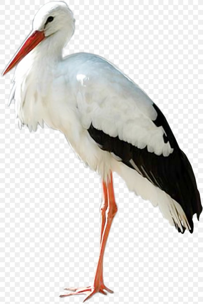 Ciconia, PNG, 1762x2642px, White Stork, Beak, Bird, Ciconia, Ciconiiformes Download Free