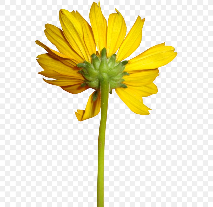 Common Sunflower Yellow Clip Art, PNG, 549x800px, Common Sunflower, Chrysanths, Common Dandelion, Cut Flowers, Daisy Family Download Free