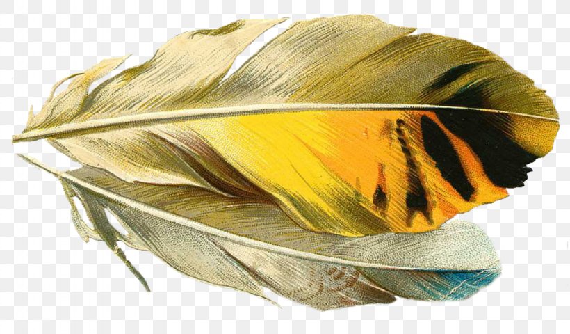 Feather Quill Pens Paper Image, PNG, 1280x750px, Watercolor, Cartoon, Flower, Frame, Heart Download Free