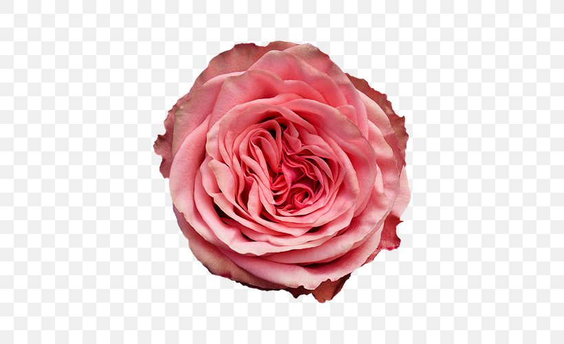 Garden Roses Cabbage Rose Floribunda Wild Love Cut Flowers, PNG, 500x500px, Garden Roses, Bud, Cabbage Rose, Cut Flowers, Floribunda Download Free