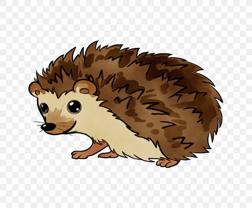 Hedgehog Erinaceidae Porcupine Cartoon Domesticated Hedgehog, PNG, 680x678px, Watercolor, Cartoon, Domesticated Hedgehog, Echidna, Erinaceidae Download Free