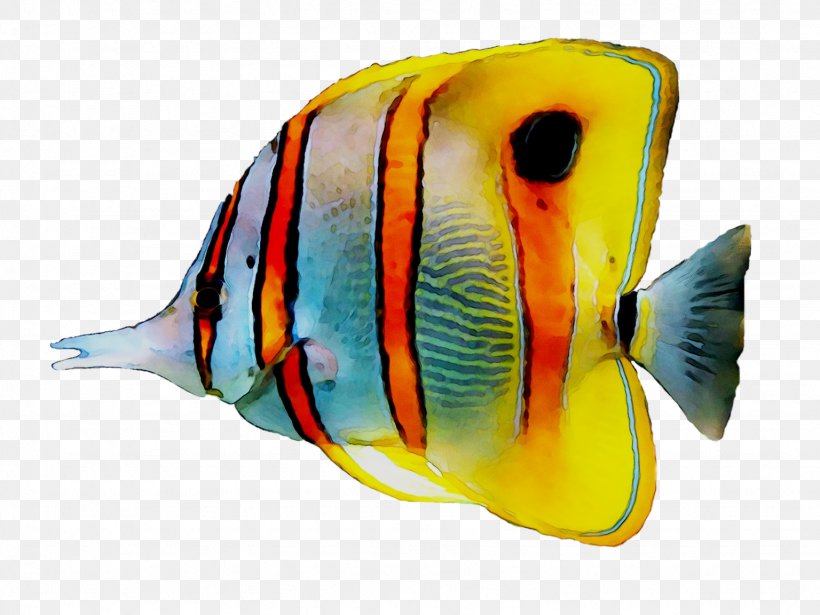 Koi Tropical Fish Aquarium Freshwater Angelfish, PNG, 1536x1152px, Koi, Angelfish, Aquarium, Bonyfish, Butterflyfish Download Free