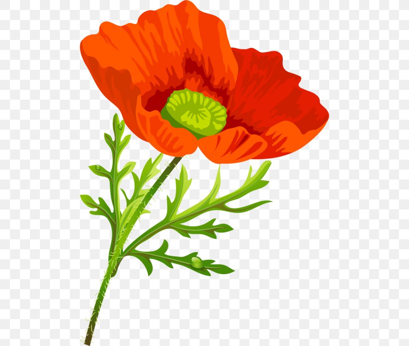 Poppy Flower Clip Art, PNG, 500x694px, Poppy, Annual Plant, Common Poppy, Coquelicot, Cut Flowers Download Free