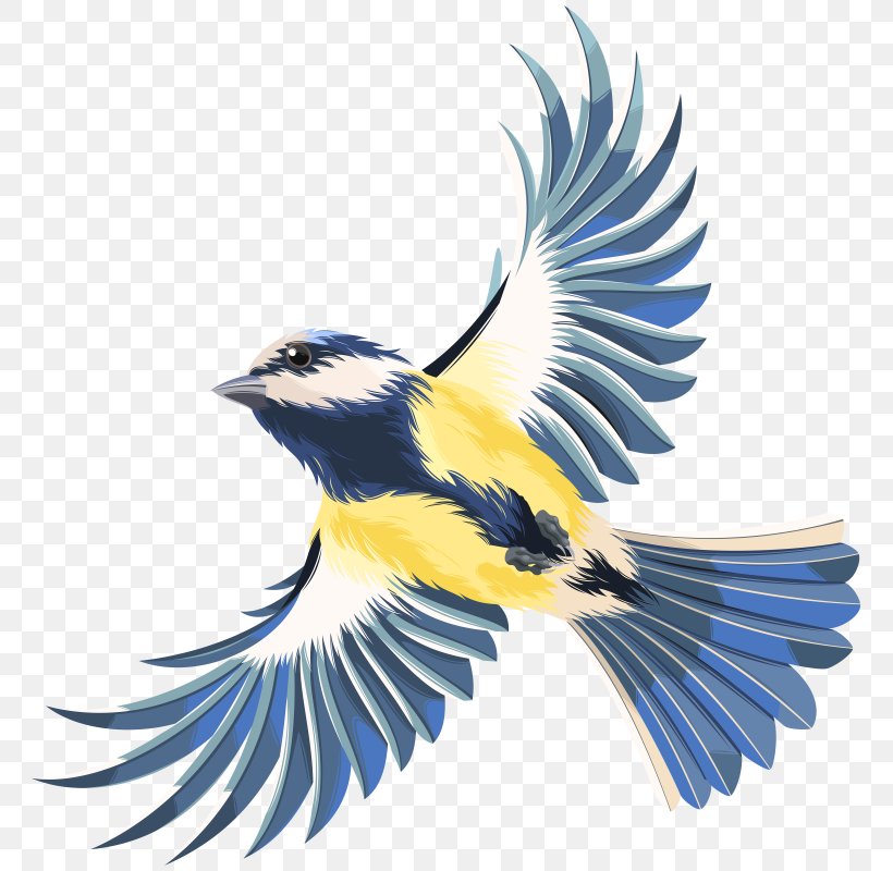 Bird Clip Art, PNG, 771x800px, Bird, Beak, Bird Flight, Bluebird, Drawing Download Free