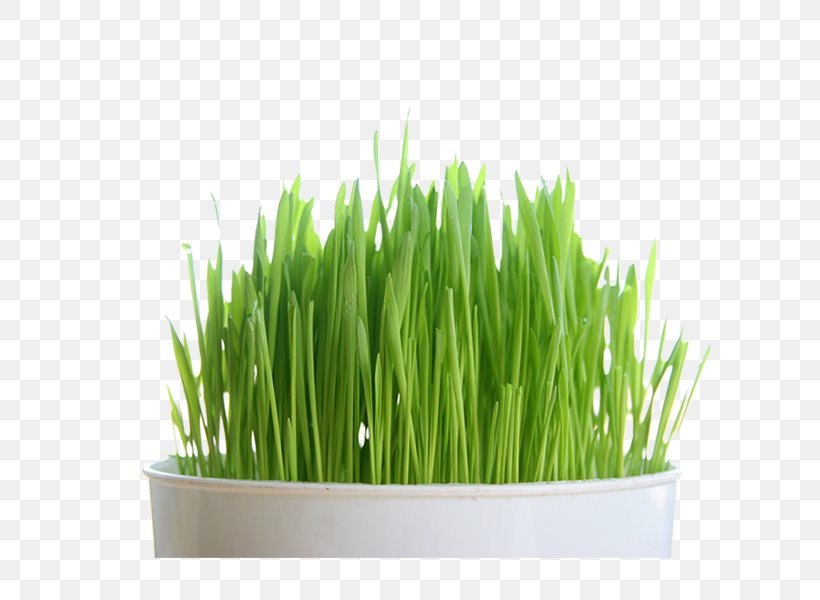 Organic Food Juice Wheatgrass Organic Certification Seed, PNG, 600x600px, Organic Food, Cat Grass, Commodity, Common Wheat, Eating Download Free