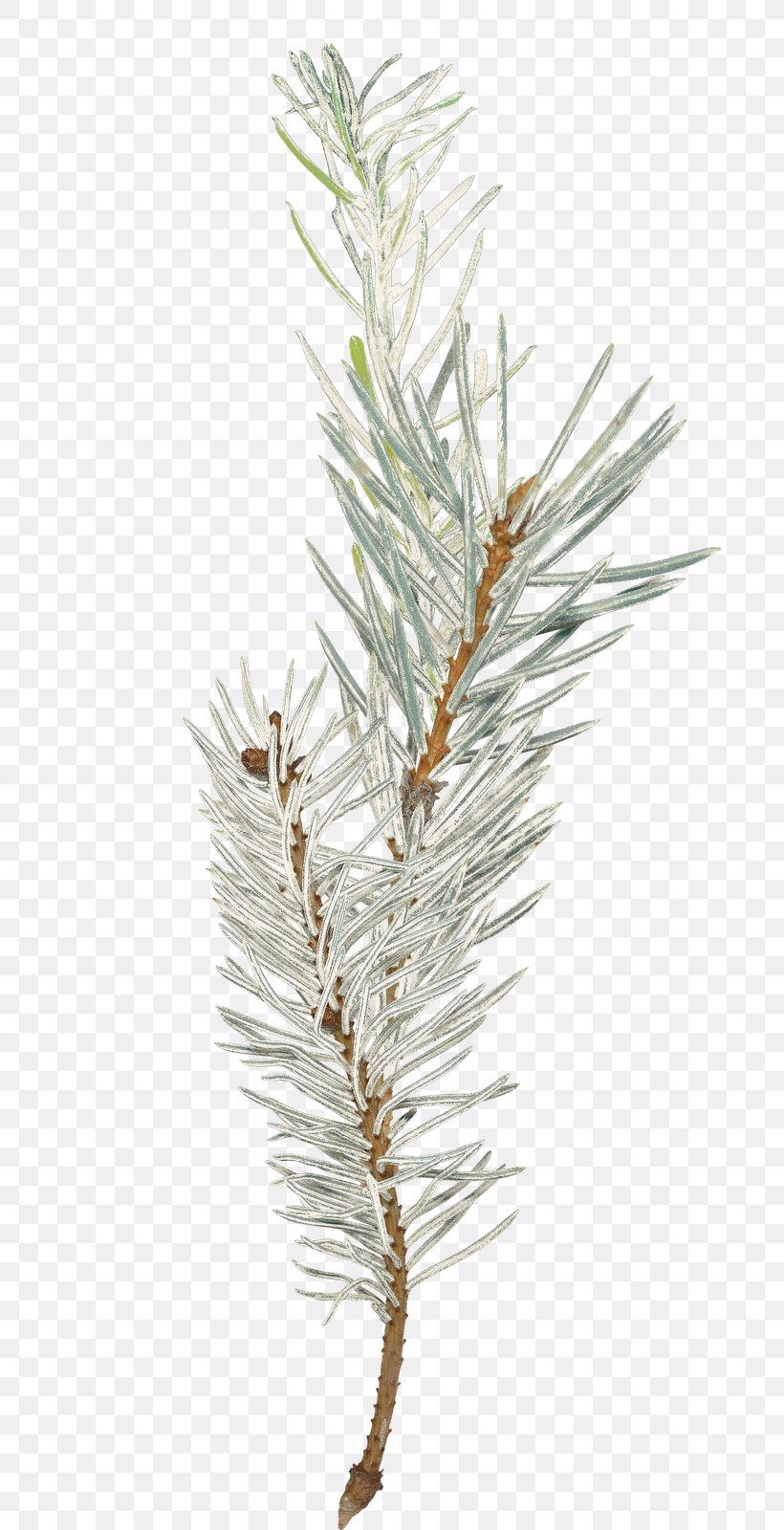 Photography Blog Spruce Christmas, PNG, 691x1600px, Photography, Animation, Blog, Bmp File Format, Branch Download Free