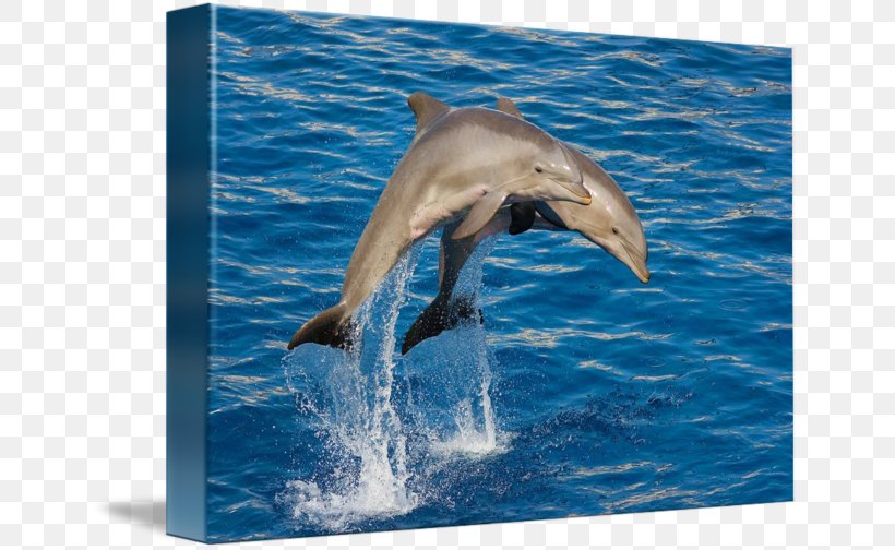 Spinner Dolphin Common Bottlenose Dolphin Striped Dolphin Short-beaked Common Dolphin Wholphin, PNG, 650x504px, Spinner Dolphin, Bottlenose Dolphin, Common Bottlenose Dolphin, Dolphin, Fauna Download Free