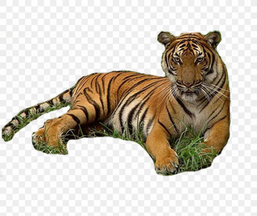 Tiger Werecat Download, PNG, 974x821px, Tiger, Animal, Big Cat, Big Cats, Carnivoran Download Free