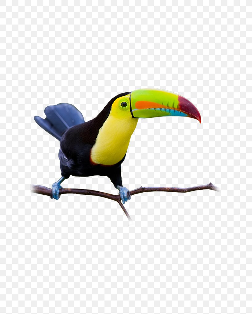 Toucan Painting Flat Roof Beak Ceiling, PNG, 622x1024px, Toucan, Beak, Bird, Ceiling, Feather Download Free